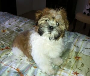 Cookie, a small brown and white dog, sitting on a bed.