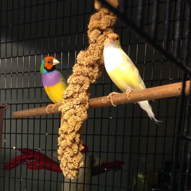 Two finches in a bird cage.