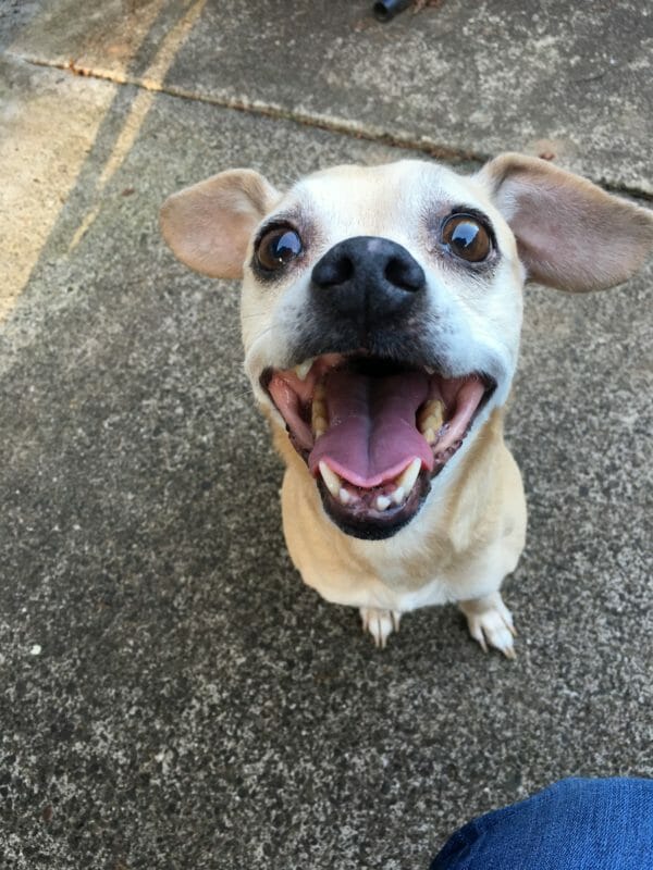 A closeup of a chihuahua with his mouth wide open.