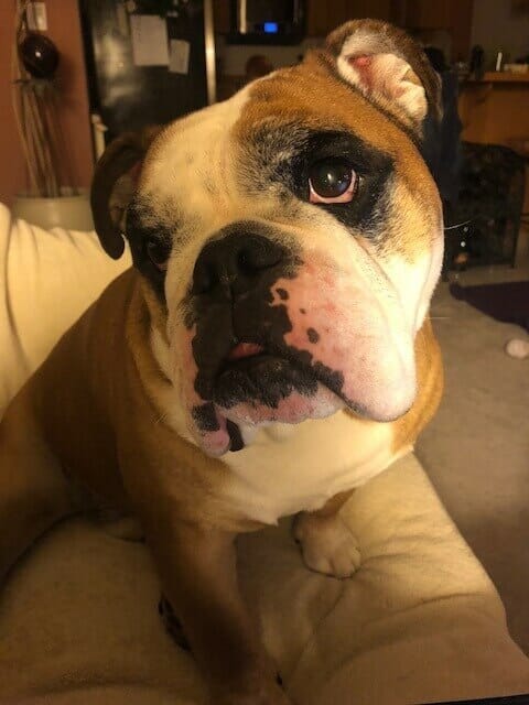 A closeup of an English bulldog.