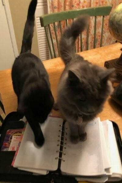 Two cats, one black and one grey, sitting on a notebook.