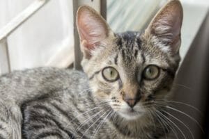 A closeup of a grey tabby cat.