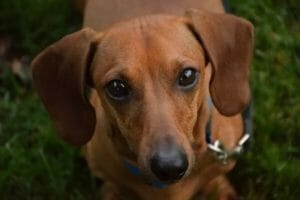 A closeup of a dachshund dog.