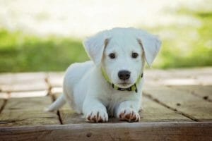 A golden labrador retriever puppy sitting on a deck.